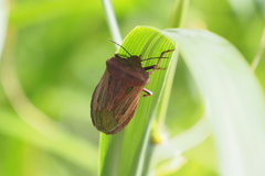 Chalcopis glandulosa