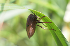 Chalcopis glandulosa