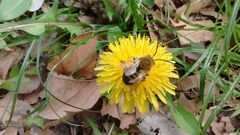 Eucera