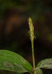 Peristylus plantagineus