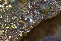 Spirobranchus lamarcki