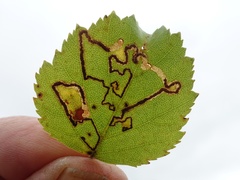 Stigmella betulicola