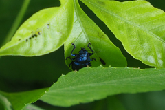 Colasposoma dauricum