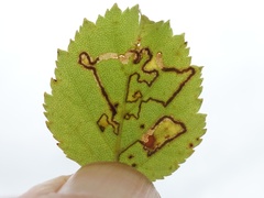 Stigmella betulicola