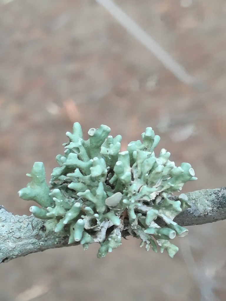 Ramalina pusilla