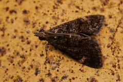 Heliothela
