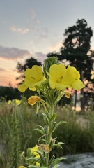 Oenothera