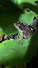 Rana arvalis