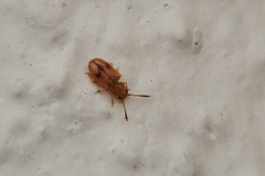 Psammoecus