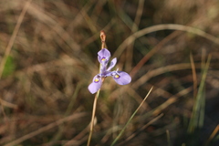 Moraea elliotii
