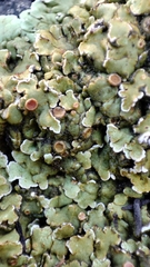 Squamarina cartilaginea