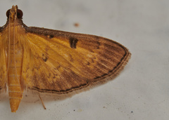 Tatobotys