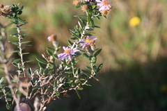 Athrixia phylicoides