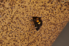 Heliothela