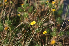 Euryops leiocarpus
