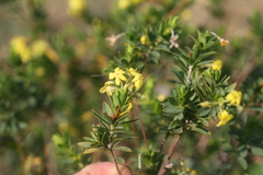 Lasiosiphon triplinervis