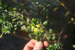 Lasiosiphon triplinervis