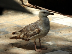 Larus michahellis