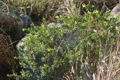 Lasiosiphon triplinervis