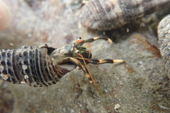 Clibanarius humilis