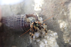 Clibanarius humilis