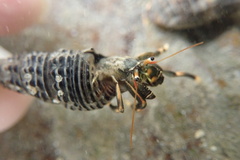 Clibanarius humilis
