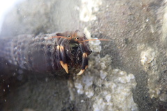 Clibanarius humilis