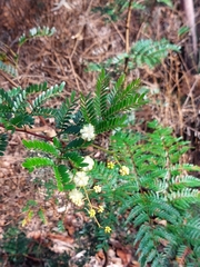 Acacia terminalis