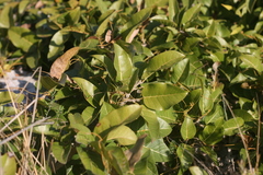 Ficus ingens