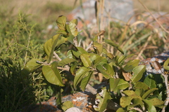 Ficus ingens