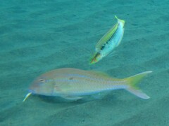 Parupeneus heptacantha