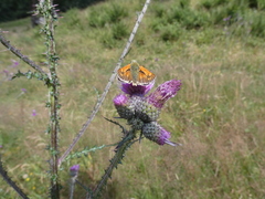 Hesperia comma