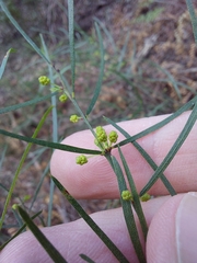 Acacia cognata