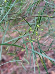 Acacia cognata