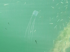 Carybdea marsupialis