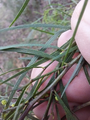 Acacia cognata