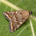 Beet Webworm Moth - Photo (c) Paolo Mazzei, some rights reserved (CC BY-NC), uploaded by Paolo Mazzei