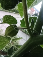 Physalis peruviana
