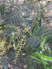 Acacia filicifolia