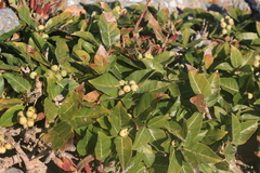 Ficus ingens