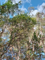 Acacia filicifolia