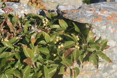 Ficus ingens