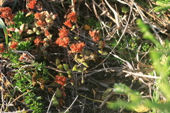 Crassula obovata