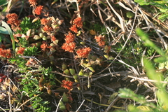 Crassula obovata