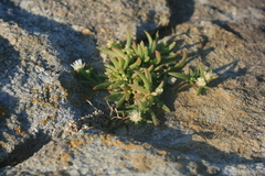 Delosperma lineare