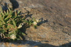 Delosperma lineare