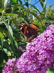 Vanessa atalanta