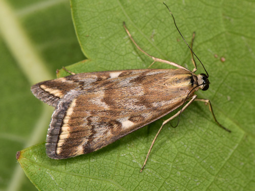 Beet Webworm Moth