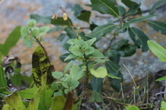 Aeollanthus parvifolius