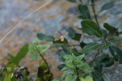 Aeollanthus parvifolius